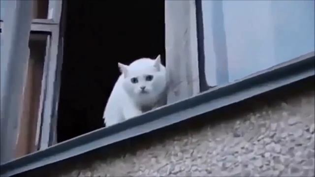 Коты ругаются на хозяйку. (18+) смотреть онлайн