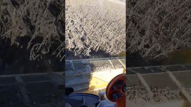 Уборка подсолнуха 2019. смотреть онлайн