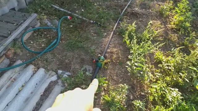 Павловния Шан Тонг.Посадка в июле в Ростовской обл.Наблюдения за летний период. смотреть онлайн