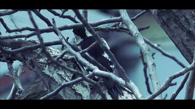 Птицы Дятел смотреть онлайн