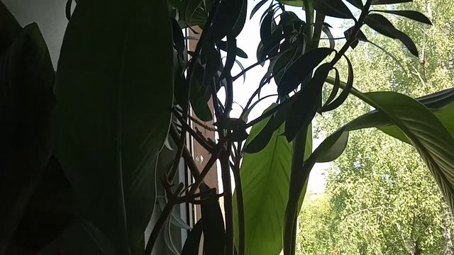 Сидит кошка на окошке или сочетание комнатных растений с различными животными. смотреть онлайн