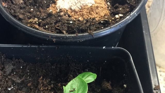 How to grow Texas Star Hibiscus Flowers From Seeds. смотреть онлайн