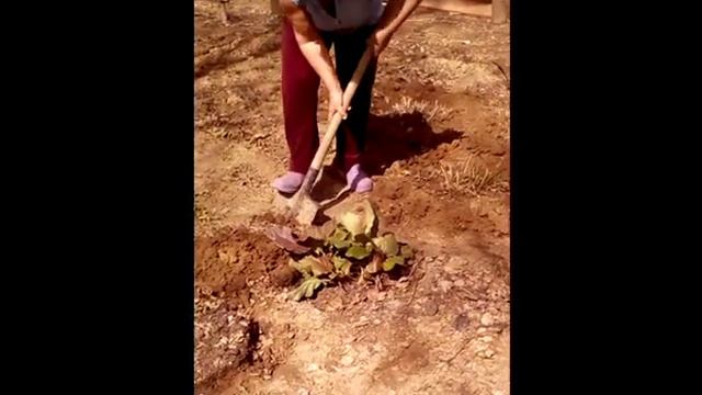 Дача, село Георгиевка, Локтевский район, Алтайский край смотреть онлайн