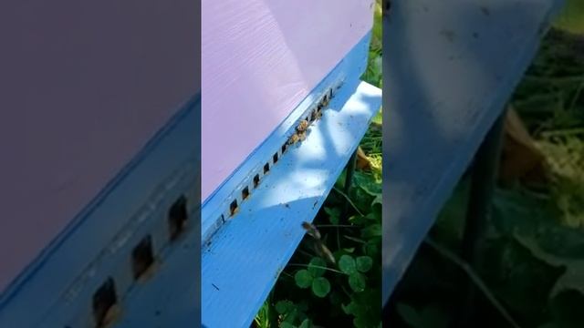 На пасеке «Медовая сказка» смотреть онлайн