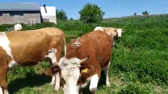 Симментал товарные нетели и телки на продажу 80 голов Simmental commercial heifers and heifers for смотреть онлайн