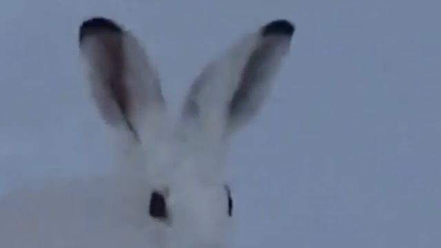 Интересные факты о зайцах. смотреть онлайн