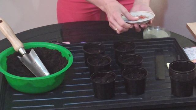 Как сеять маргаритки на рассаду смотреть онлайн