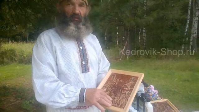 КЕДРОПЛАСТ декоративный из кедровых шишек натуральный ионизатор воздуха в помещении! смотреть онлайн