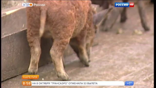 Волосатые свиньи в Карелии смотреть онлайн