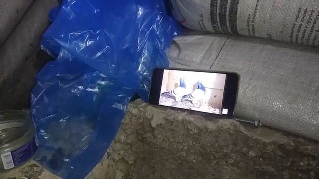 Секретные кадры с одной с баз Украины где тренируются боевые голуби! смотреть онлайн
