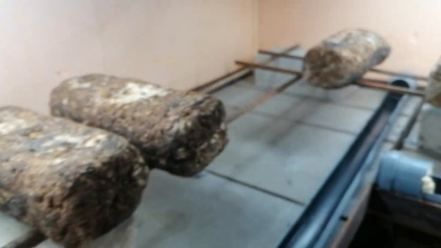 Шиитаке 13 смотреть онлайн