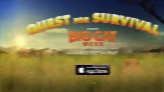 Big Cat Week Quest for Survival смотреть онлайн