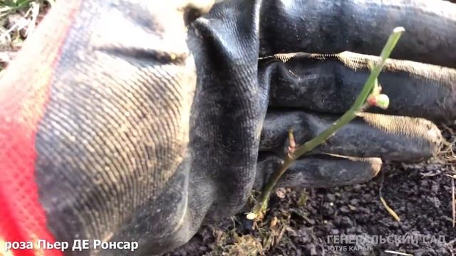 Уход за РОЗАМИ весной. Добавьте это в апреле мае для пышного цветения роз! / Распаковка после зимы смотреть онлайн