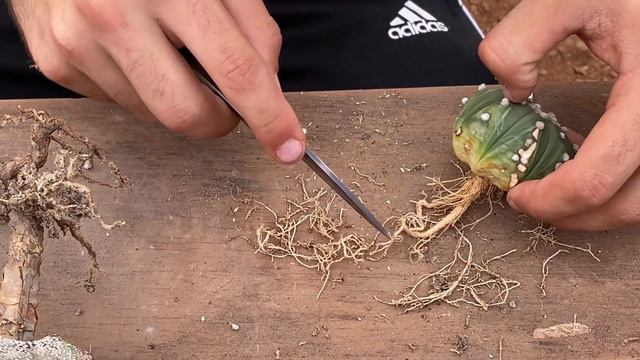 Compre cactus de más de 17 años/ que hacer si mis cactus no crecen? смотреть онлайн