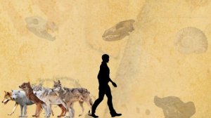 WOLVES - Size Comparison | Extant vs Extinct | All Subspecies.