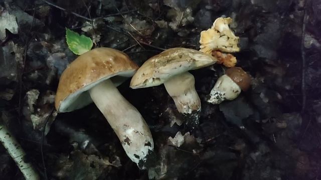 Перші білі гриби Карпат 2023 року.Натрапив на купу грибів смотреть онлайн