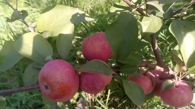 Яблоня красномясая сорт раннезимний Ред Лав Эра