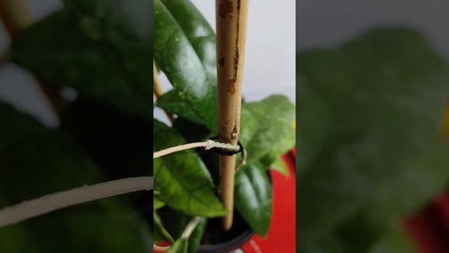 Hoya Sp. Perak - Хойя