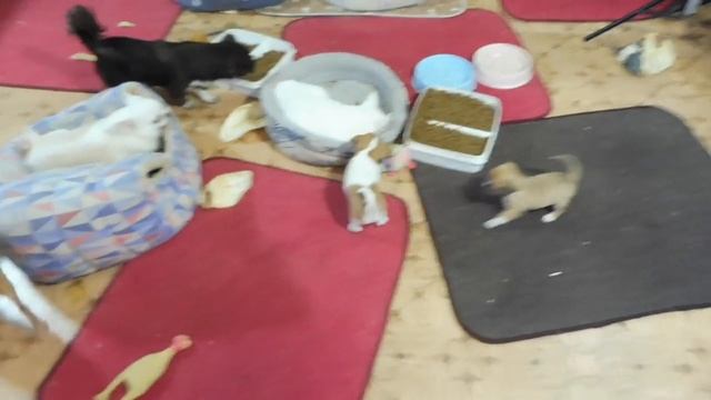 К нам едет ЛЁВА ! У Миши ТЕЧКА / СПАСИБО за ПОДАРКИ маме МАРКИЗЫ / У нас будет ПТЕНЕЦ попугая ??? смотреть онлайн