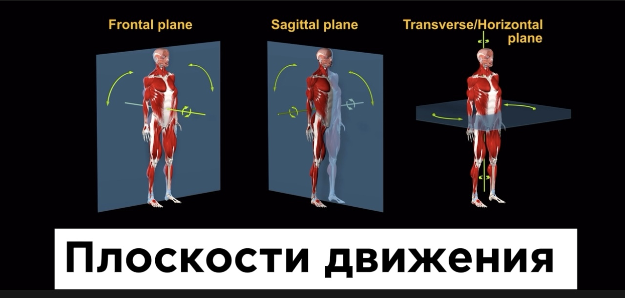 Плоскости движения человека.