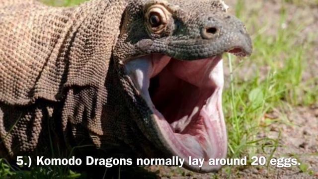 10 Interesting Facts about Komodo Dragons смотреть онлайн