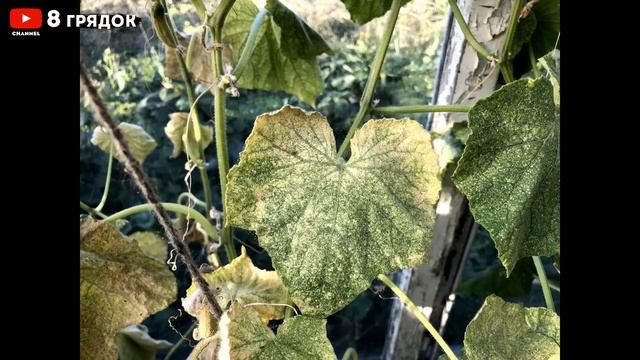 ЛИСТЬЯ ОГУРЦОВ ЖЕЛТЕЮТ И ВЯНУТ, СРОЧНО СДЕЛАЙТЕ ЭТО... смотреть онлайн