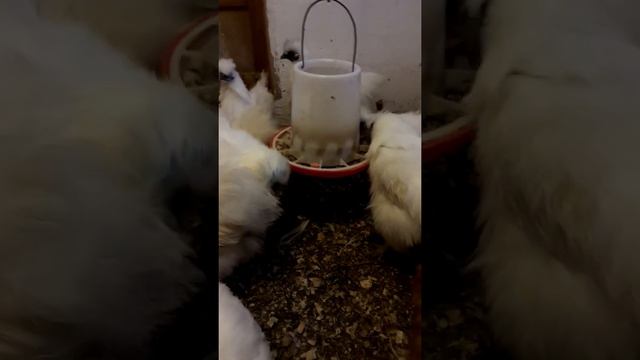 Китайские шелковые курочки и петушки смотреть онлайн