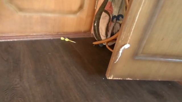 РОТВЕЙЛЕР ИГРАЕТ В ДАРТС смотреть онлайн