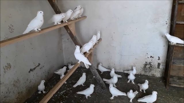 Вот они !!! Настоящие ЛЕНИНАКАНСКИЕ Голуби I Leninakan Pigeons Right From Armenia(Михаил , Moldova