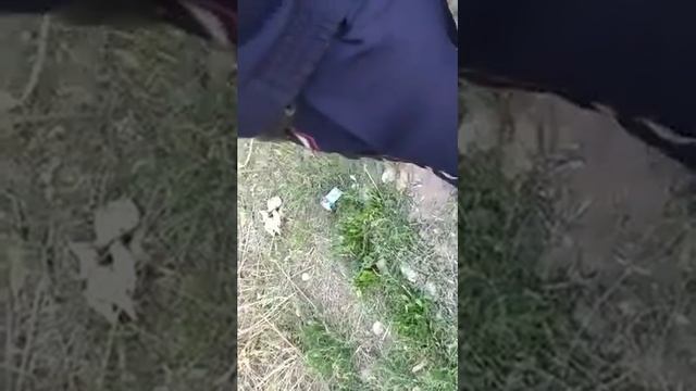 ГАИ составлять протокол духа не хватит. смотреть онлайн