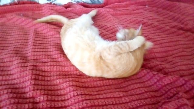 Кот лежебока .Красивый рыжий кот. смотреть онлайн