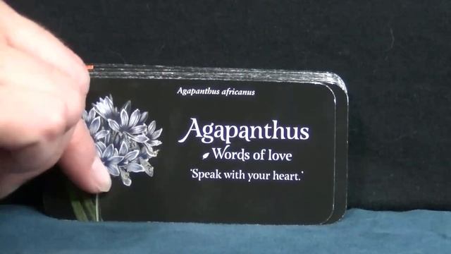 The Language of Flowers Oracle Deck Review & Flip Through #oracle смотреть онлайн
