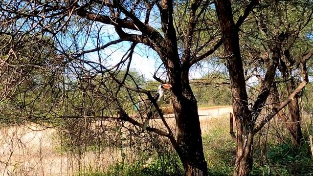 Safari in Tarangire National Park, Tanzania, 2021 смотреть онлайн