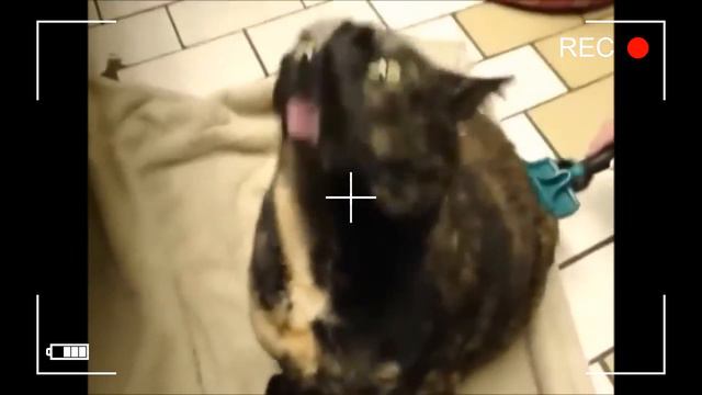 Funny cats - Stories about funny cats #07 смотреть онлайн