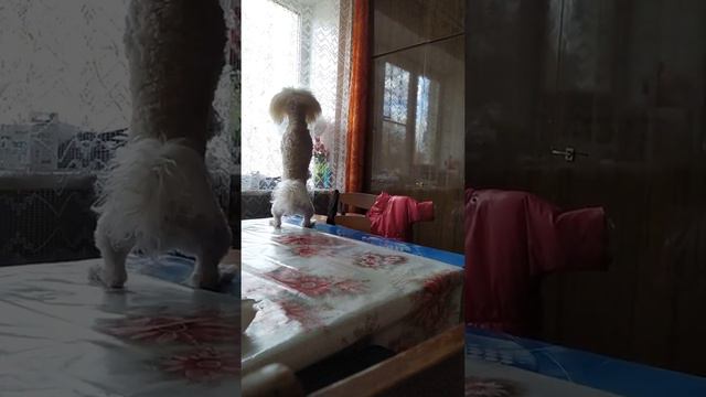 Пудель ругается смотреть онлайн