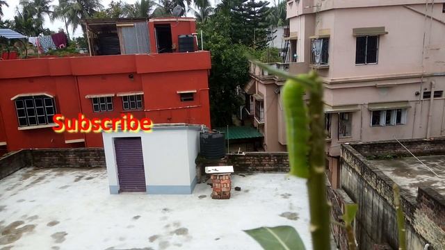 Adenium Care in Monsoon || Caterpillars May Defoliate Your Desert Rose смотреть онлайн