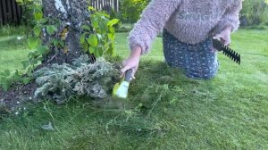 Ножницы аккумуляторные. Кусторез. Чем стричь бордюр? Ножницы садовые. Садовый инвентарь. #лайфхак