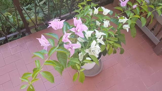 Бугенвиллея на балконе. Bougainvillea