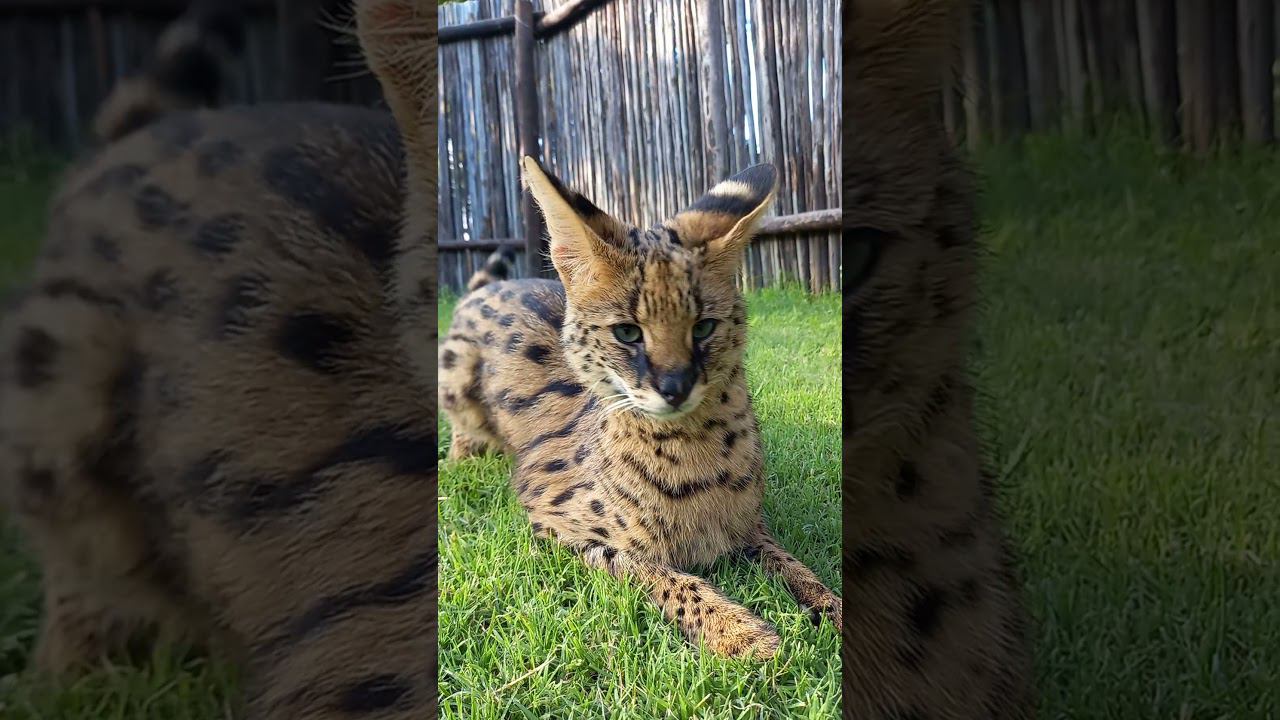 Сервал Валюша. Serval Valyusha смотреть онлайн