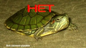 ТОП 10 ошибок при содержании красноухих черепах!