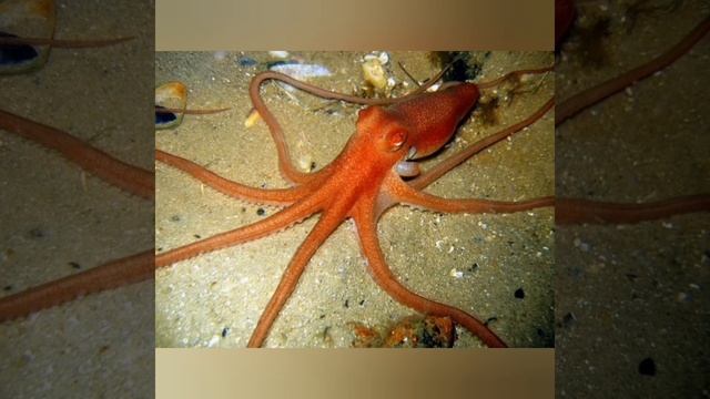 Кто такие-Осьминоги? смотреть онлайн