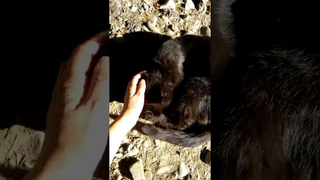 Чёрный кот перешёл дорогу. О боже как дальше жить смотреть онлайн