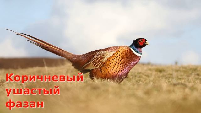 Животные Китая / Animals of China смотреть онлайн