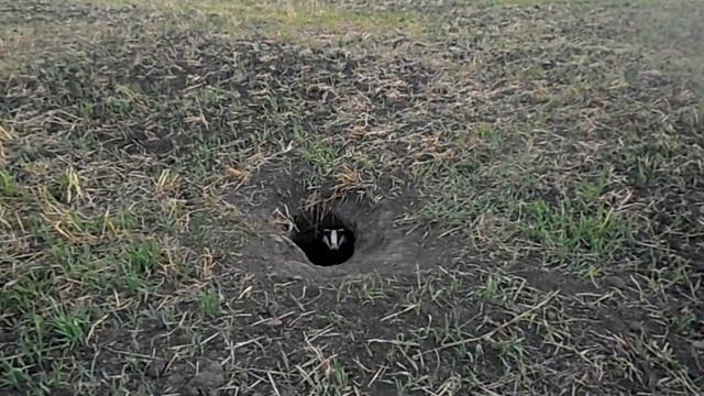 Борсук смотреть онлайн