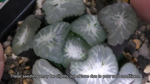 【多肉植物】ハオルチアの植え替え！オーロラ万象実生 English subtitles． How to grow Succulents haworthia Maughanii Replanting． смотреть онлайн