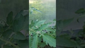 Томат Кленовый Сироп 03.04.2023.