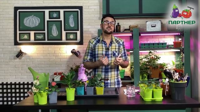 ЯНТАРНАЯ КИСЛОТА ДЛЯ ЗДОРОВЬЯ РАССАДЫ смотреть онлайн