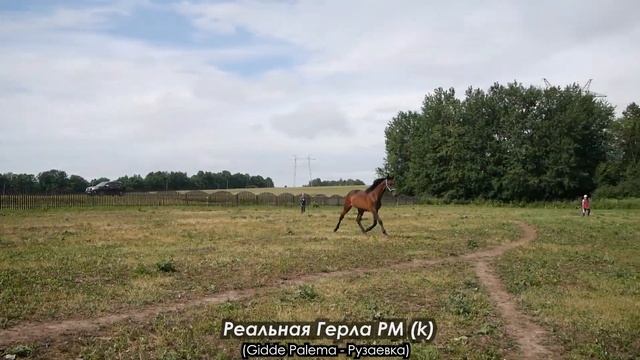 Реальная Герла РМ (к) смотреть онлайн