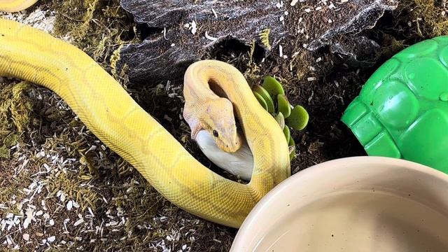 DRAKKON | Royal Python | #feeding II (23.10.23) смотреть онлайн