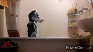 Как мыть фурсьют?